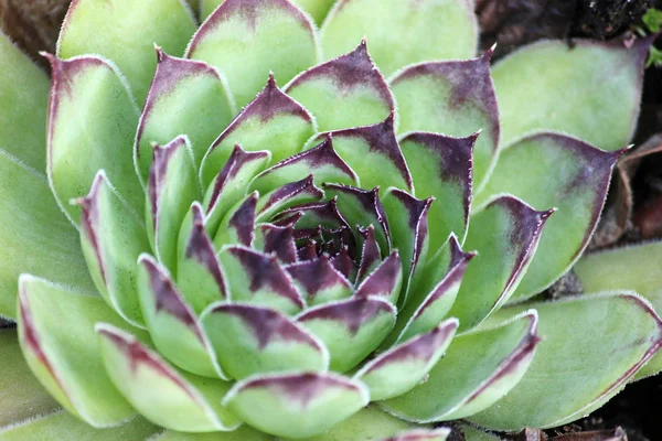 Зеленое суккулентное растение — стоковое фото